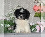 Small Shih Tzu