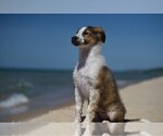 Small Photo #25 Collie Puppy For Sale in PARIS, MI, USA