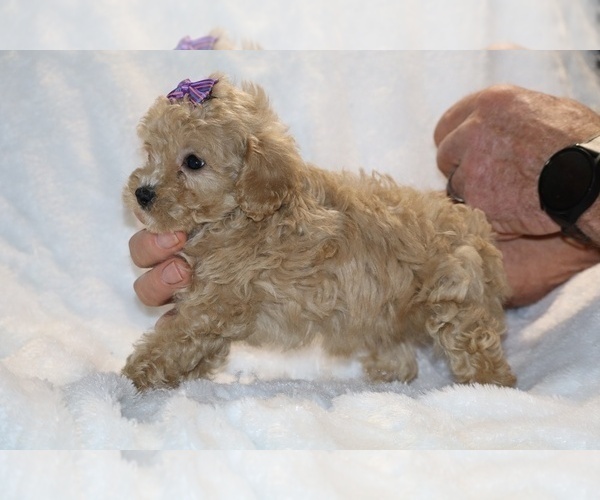 Medium Photo #22 Poodle (Toy) Puppy For Sale in DYERSBURG, TN, USA