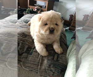 Chow Chow Puppy for sale in MC ARTHUR, OH, USA