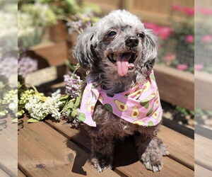 Shih Tzu-Unknown Mix Dogs for adoption in New Oxford , PA, USA