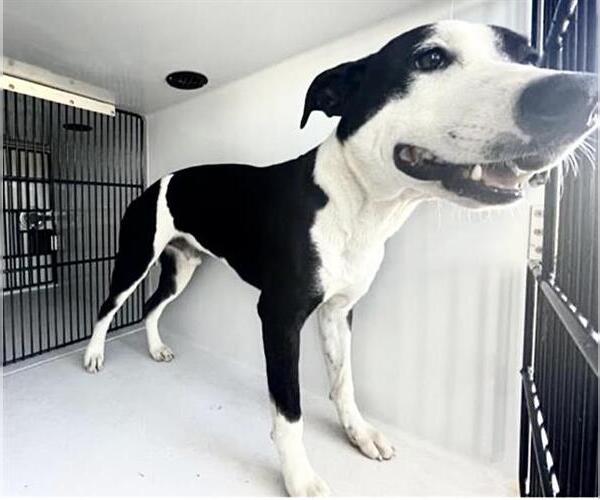 Medium Photo #2 American Pit Bull Terrier-Unknown Mix Puppy For Sale in Houston, TX, USA