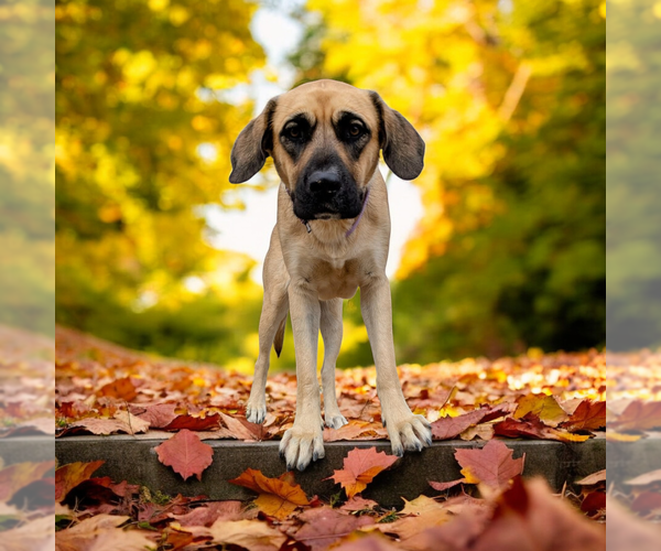 Medium Photo #5 Mastiff-Unknown Mix Puppy For Sale in Vail, AZ, USA