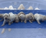 Small #8 Golden Labrador