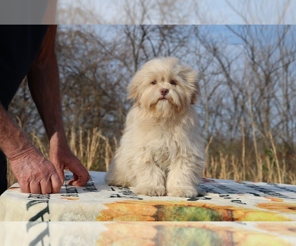 Medium Photo #31 ShihPoo Puppy For Sale in DYERSBURG, TN, USA