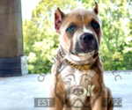 Puppy Hot Pink Collar American Bully