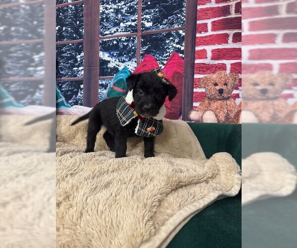 Medium Photo #1 Poodle (Standard)-Unknown Mix Puppy For Sale in Plainfield, IL, USA