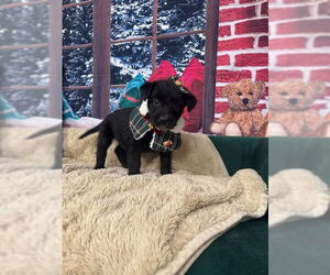 Poodle (Standard)-Unknown Mix Dogs for adoption in Plainfield, IL, USA