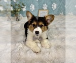 Small #2 Pembroke Welsh Corgi