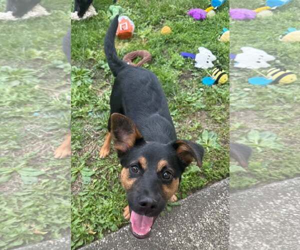 Medium Photo #2 Mutt Puppy For Sale in Woodbury, NY, USA