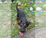 Small #1 Mutt