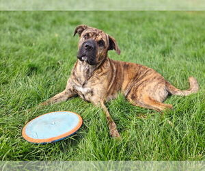 Chow Chow-Unknown Mix Dogs for adoption in Muskegon, MI, USA