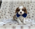 Small #6 Cavalier King Charles Spaniel