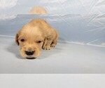 Small #4 Golden Retriever