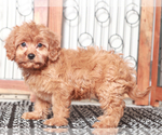 Small #1 Cavapoo