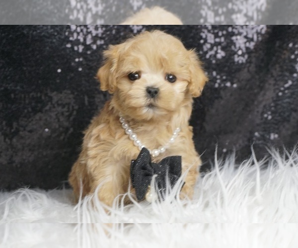 Medium Photo #5 Maltipoo Puppy For Sale in WARSAW, IN, USA