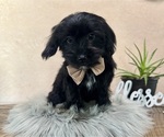 Image preview for Ad Listing. Nickname: Bennett