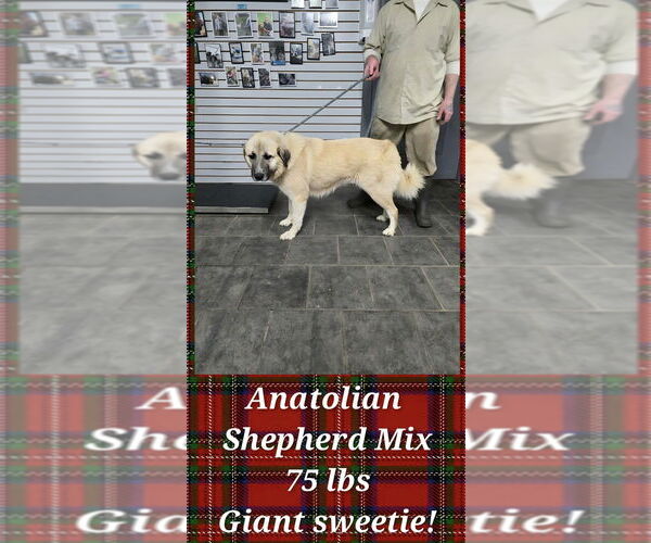 Medium Photo #3 Anatolian Pyrenees Puppy For Sale in Aurora, IN, USA