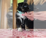 Small Photo #1 Australian Shepherd Puppy For Sale in ELNORA, IN, USA