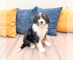 Bernedoodle (Miniature) Puppy for sale in DUNDEE, OH, USA