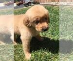 Small Photo #4 Golden Retriever Puppy For Sale in BRENTWOOD, CA, USA