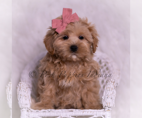Medium Photo #3 Maltipoo (Miniature) Puppy For Sale in WARSAW, IN, USA