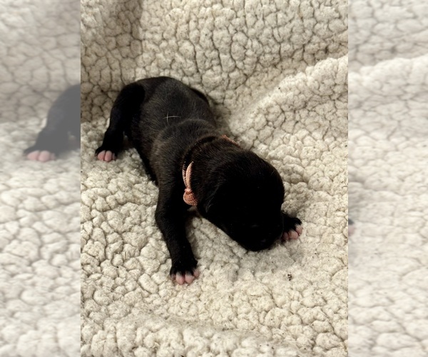 Medium Photo #1 Boxer Puppy For Sale in BRUSH CREEK, TN, USA