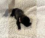 Puppy Pink Collar Boxer