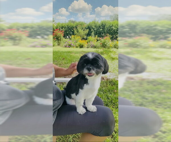 Medium Photo #2 Shih Tzu Puppy For Sale in Weston, FL, USA