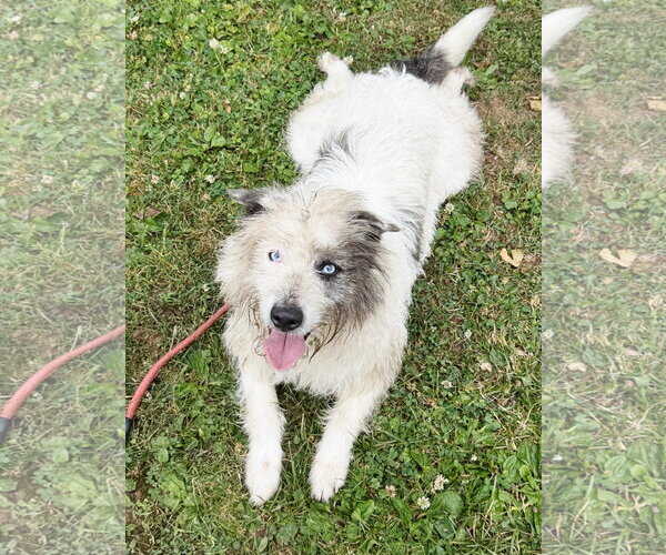 Medium Photo #3 Mutt Puppy For Sale in Perth Amboy, NJ, USA