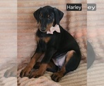 Small #3 Doberman Pinscher