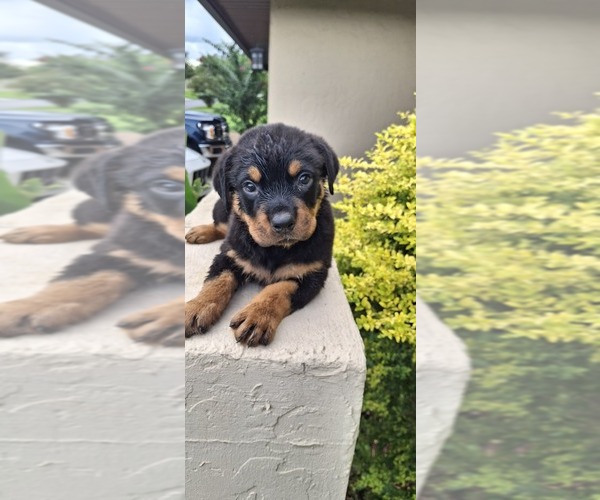 Medium Photo #3 Rottweiler Puppy For Sale in LAKELAND, FL, USA