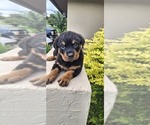 Litter of 3 - Male RottweilerLitter of Puppies for Sale - Photo #3