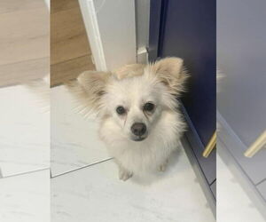 Alfredo - Male Paperanian Dog for Adoption - Photo #6