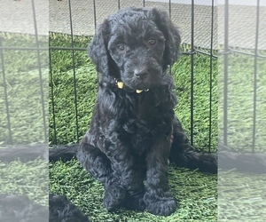 Double Doodle Puppy for sale in FRESNO, CA, USA
