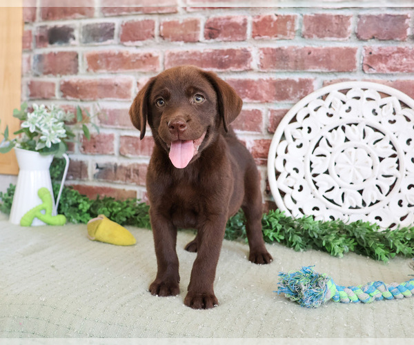 Medium Photo #4 Labrador Retriever Puppy For Sale in SYRACUSE, IN, USA