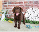 Small #3 Labrador Retriever