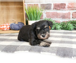 Small #1 Schnauzer (Miniature)