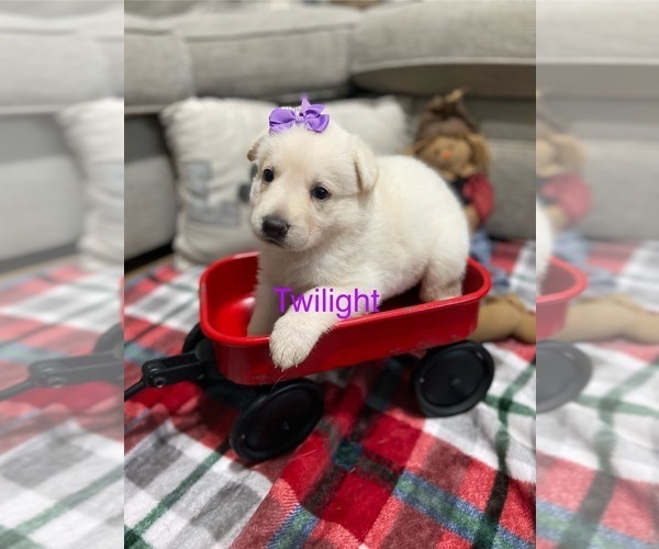 Medium Photo #2 German Shepherd Dog Puppy For Sale in ALACHUA, FL, USA