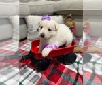 Small Photo #2 German Shepherd Dog Puppy For Sale in ALACHUA, FL, USA