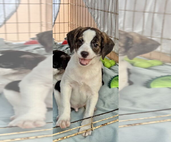 Medium Photo #6 Parson Russell Terrier-Rat Terrier Mix Puppy For Sale in Sanford, FL, USA