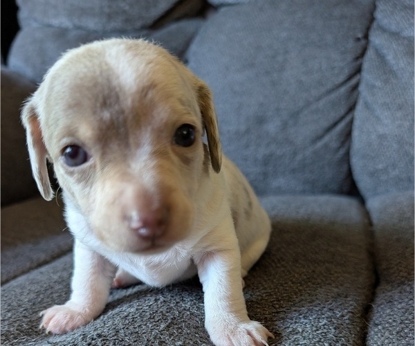 Medium Photo #1 Chiweenie Puppy For Sale in CAMANO ISLAND, WA, USA