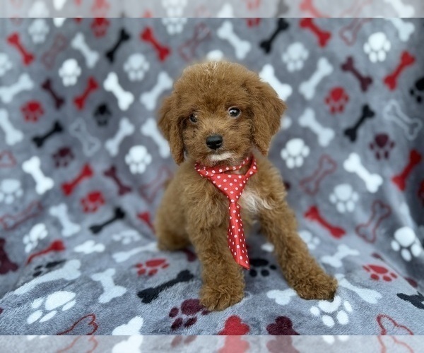 Medium Photo #5 Cock-A-Poo Puppy For Sale in LAKELAND, FL, USA