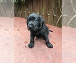Small Photo #10 Labrador Retriever Puppy For Sale in TACOMA, WA, USA