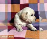 Small Photo #35 Golden Retriever Puppy For Sale in AIKEN, SC, USA