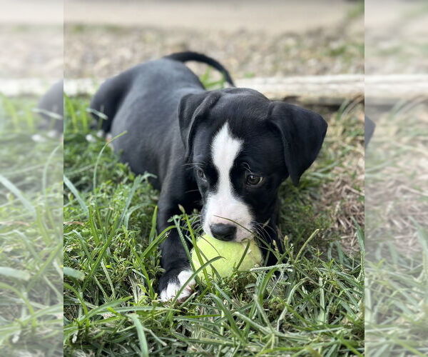 Medium Photo #4 Mutt Puppy For Sale in Springdale, PA, USA