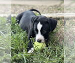 Small #3 Mutt