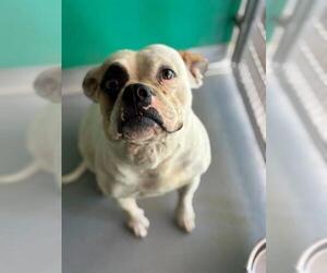 American Bulldog-Unknown Mix Dogs for adoption in Visalia, CA, USA