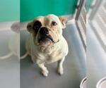 Small American Bulldog Mix