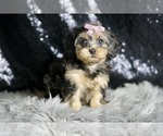 Small Photo #2 YorkiePoo Puppy For Sale in WARSAW, IN, USA